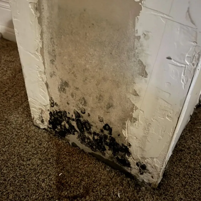 Professional Mold Removal in Gaines County, TX